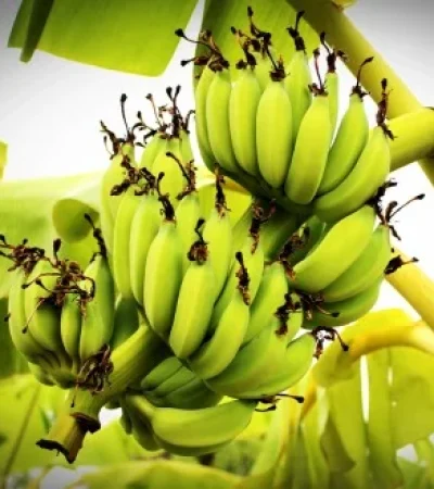 Bananas