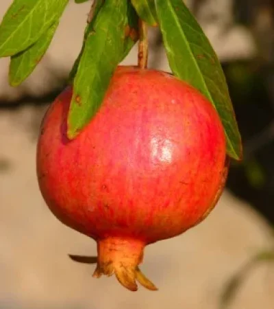 Pomegranates